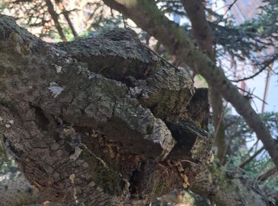 Metlovka jedľov&aacute;