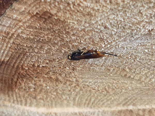 Greater horntail wasp