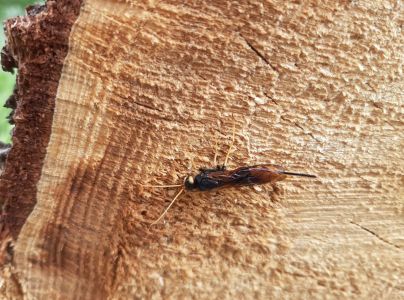 P&iacute;lovka veľk&aacute;