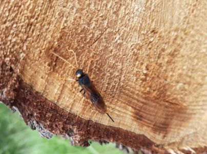 P&iacute;lovka veľk&aacute;