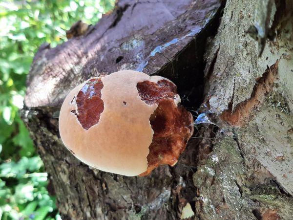 Fungus Inonotus hispidus 