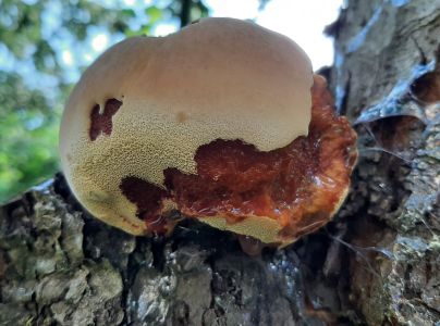 Ry&scaron;avec srstnat&yacute;