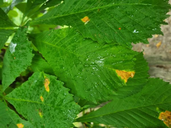 Horse-chestnut leaf blight