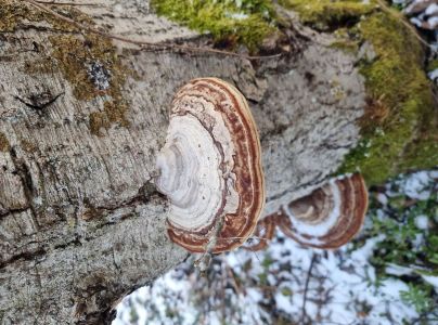 Pr&aacute;chnovec kopytovit&yacute;