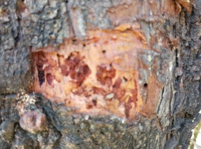 A - Ambiguously determined, we are not sure