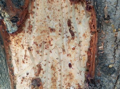 A - Ambiguously determined, we are not sure