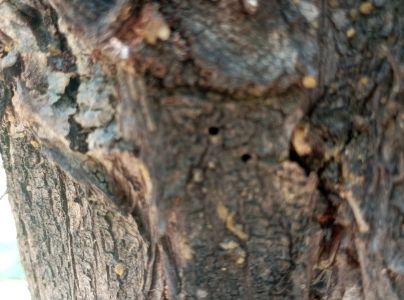 A - Ambiguously determined, we are not sure