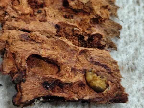 A - Ambiguously determined, we are not sure