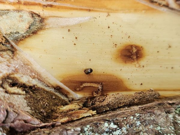 Striped ambrosia beetle