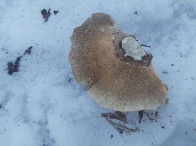 Tr&uacute;dnikovec pestr&yacute;