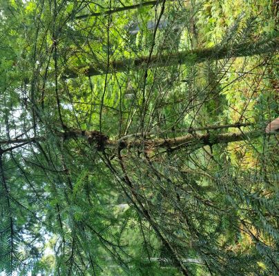 Melampsorella caryophyllacearum