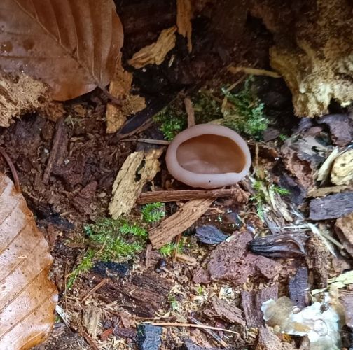 Adriána Majeríková 