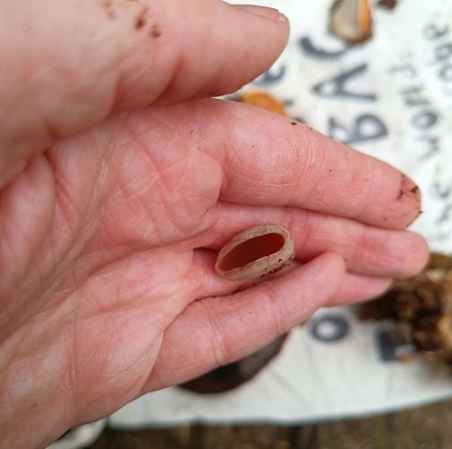 Adriána Majeríková 