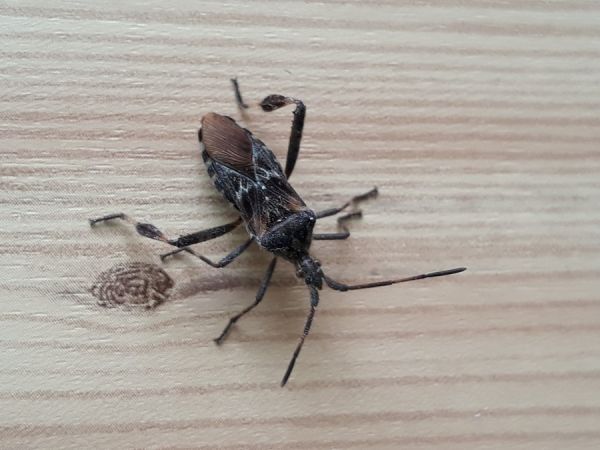 Western conifer seed bug