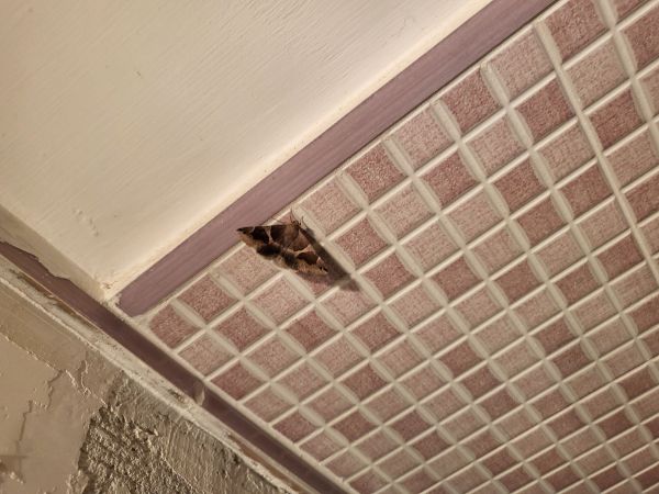 A - This species is not in the database yet