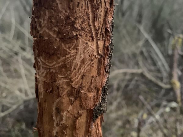 Large fruit bark beetle