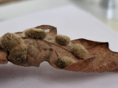 Hrčiarka Dryomyia circinans