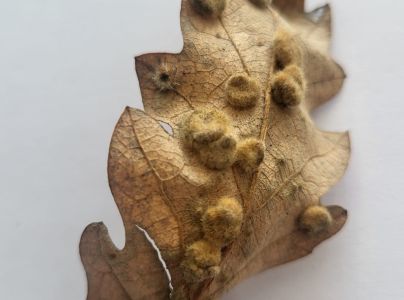 Hrčiarka Dryomyia circinans