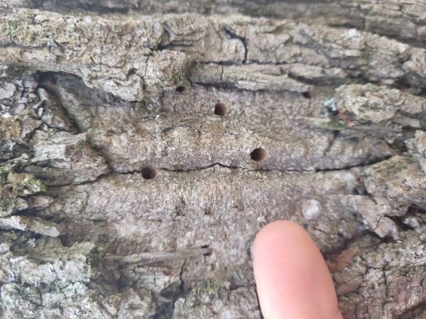 A - Ambiguously determined, we are not sure