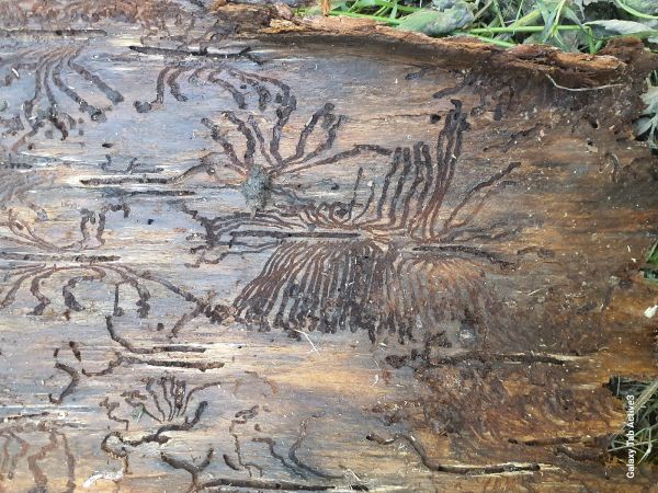 European spruce bark beetle