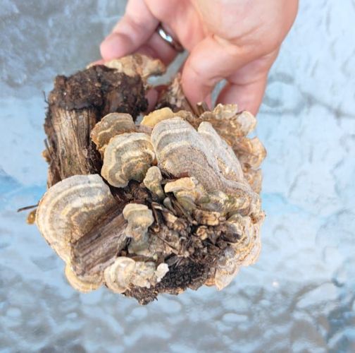 Miroslava Horáková 