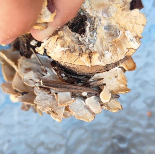 Miroslava Horáková 