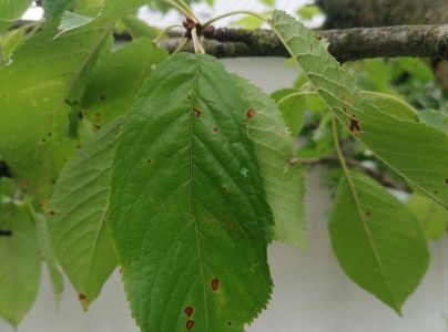  Blumerielka čere&scaron;ňov&aacute;