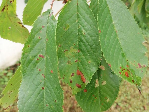 Cherry leaf spot 
