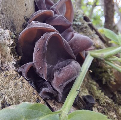 Auricularia auricula-judae