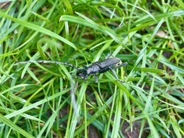 Long-horned beetle Cerambyx scopolii