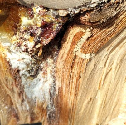 A - Ambiguously determined, we are not sure