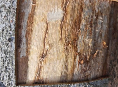 Lykožr&uacute;t bukov&yacute;