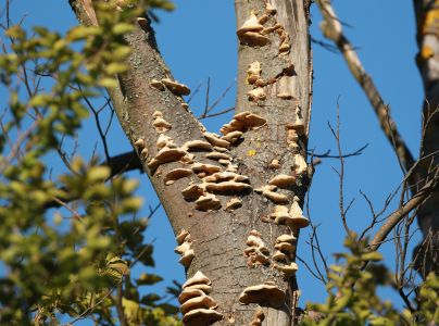 Tr&uacute;dnikovec chlpat&yacute;