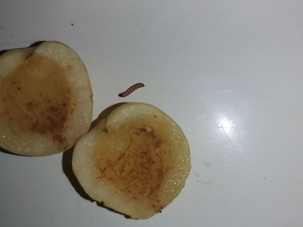 A - This species is not in the database yet