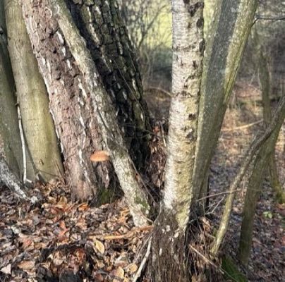 A - nie je v databáze