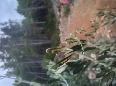 Priadzovček olivov&yacute;