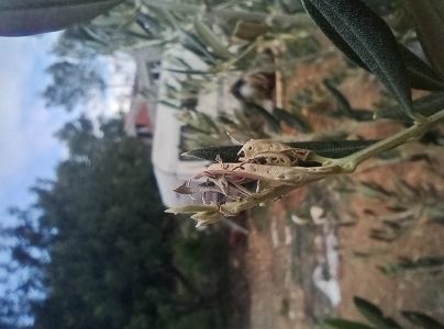 Priadzovček olivov&yacute;