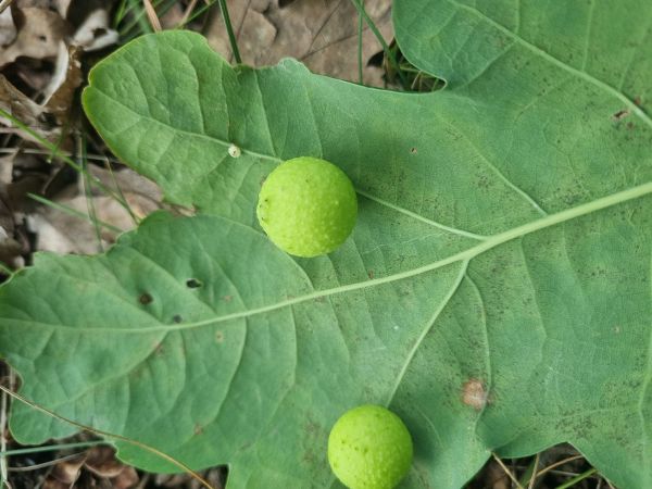 Cynipid gall wasp Cynips quercusfolii 