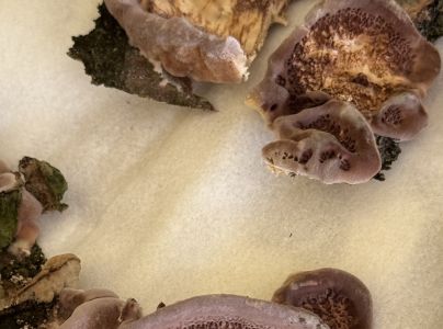 Pevn&iacute;kovec purpurov&yacute;