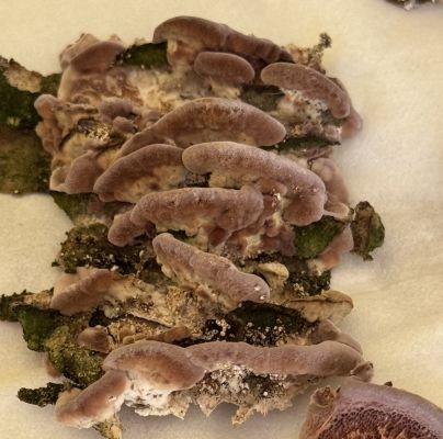 Chondrostereum purpureum