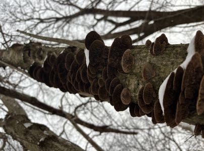 Lupeňovka brezov&aacute;