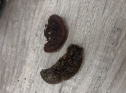 Lupeňovka brezov&aacute;