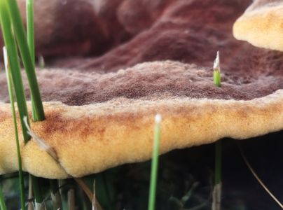 Hned&aacute;k Schweinitzov