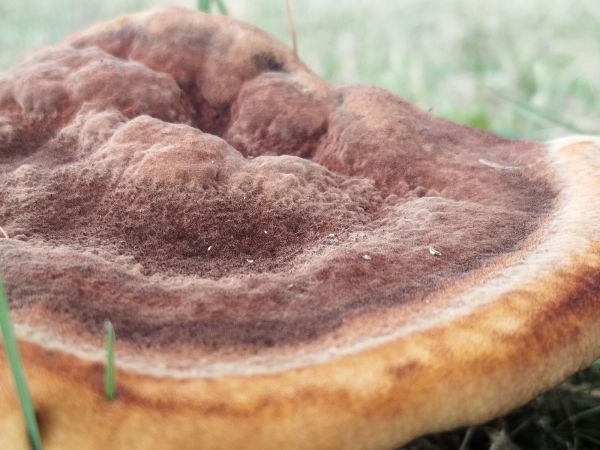 Schweinitzii root and butt rot