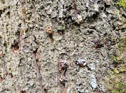 Lykokaz smrekov&yacute;