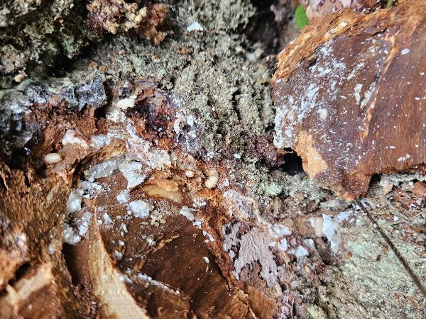 Great spruce bark beetle