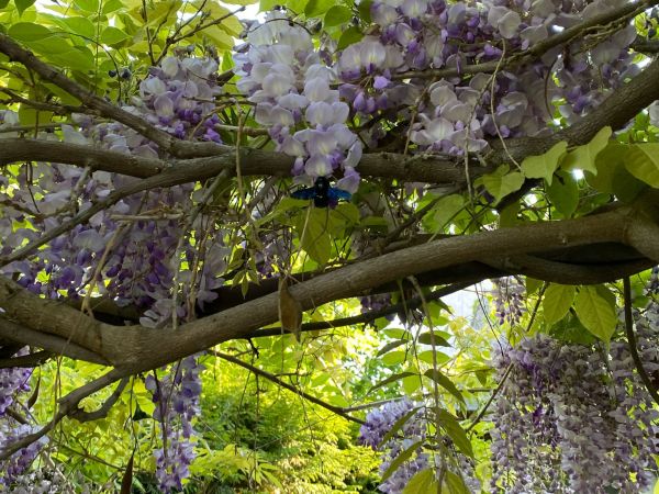 Violet carpenter bee
