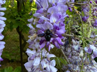 Drev&aacute;r fialov&yacute;