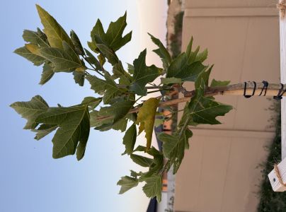 Antrakn&oacute;za krivoľak&aacute;