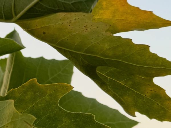 Oak anthracnose